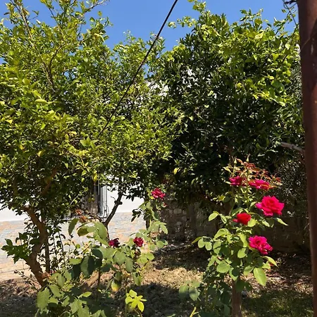 Haxhialiu *